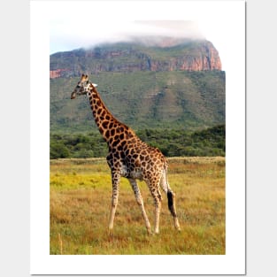 Giraffe, Entabeni Lodge, South Africa Posters and Art